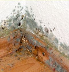 Allergisch auf Schimmelsporen