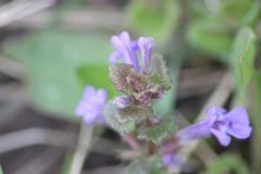 Was er alles kann, der Gundermann!